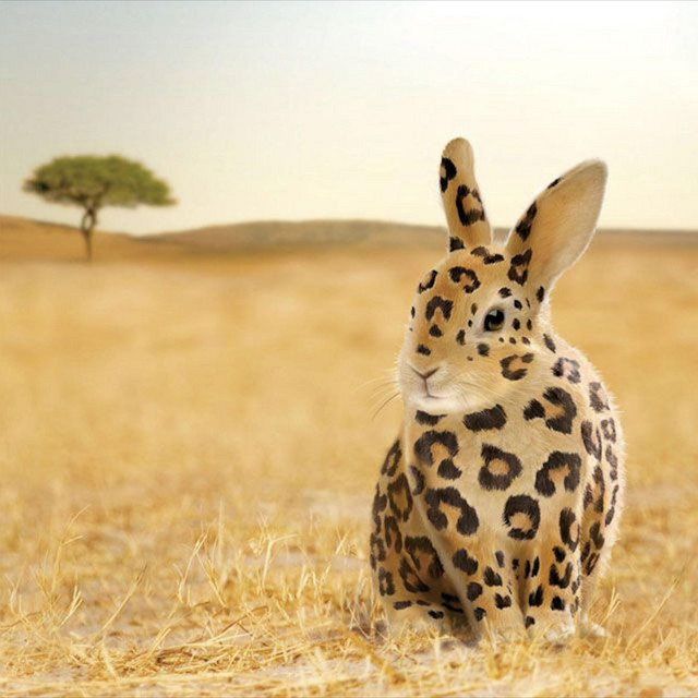 bunny bunny bunny bunny bunny cover art