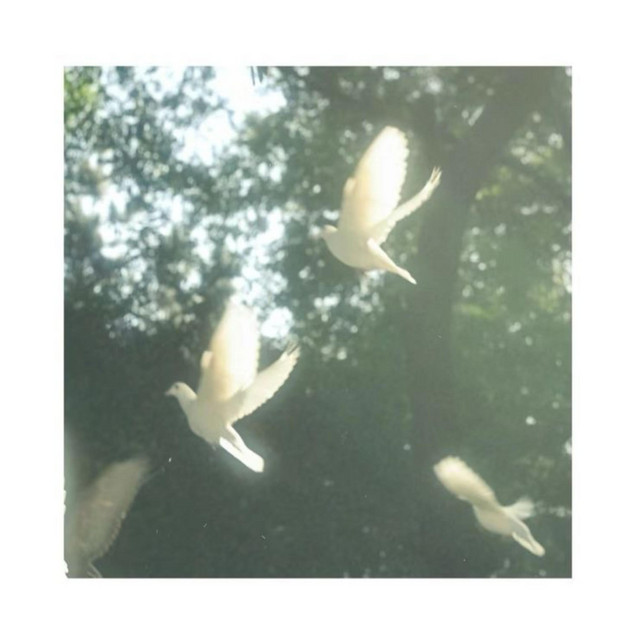 Doves Dont Cry. cover art