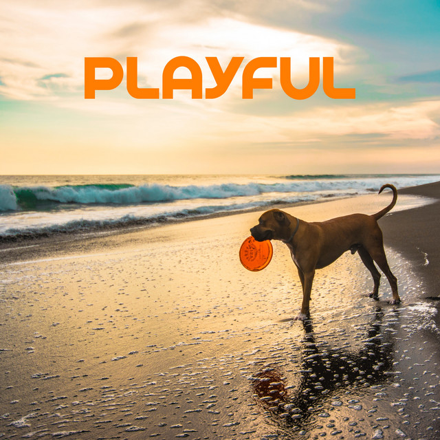 Playful cover art