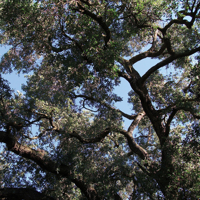 Trees cover art