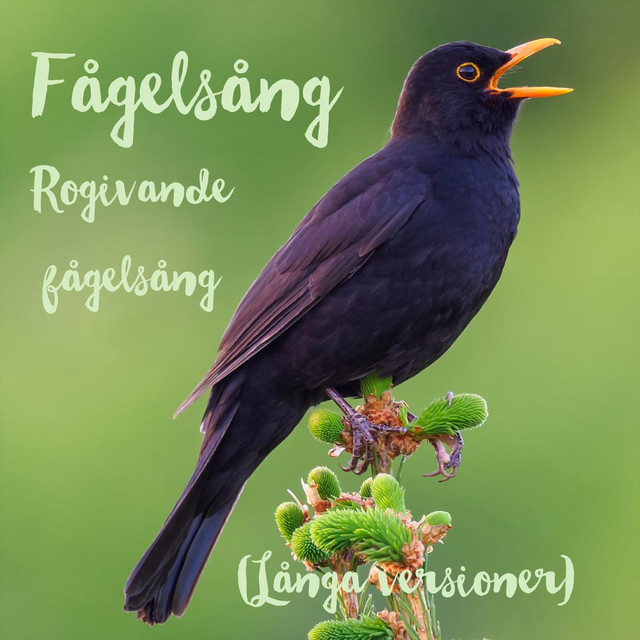 Rogivande fågelsång (Långa versioner) cover art