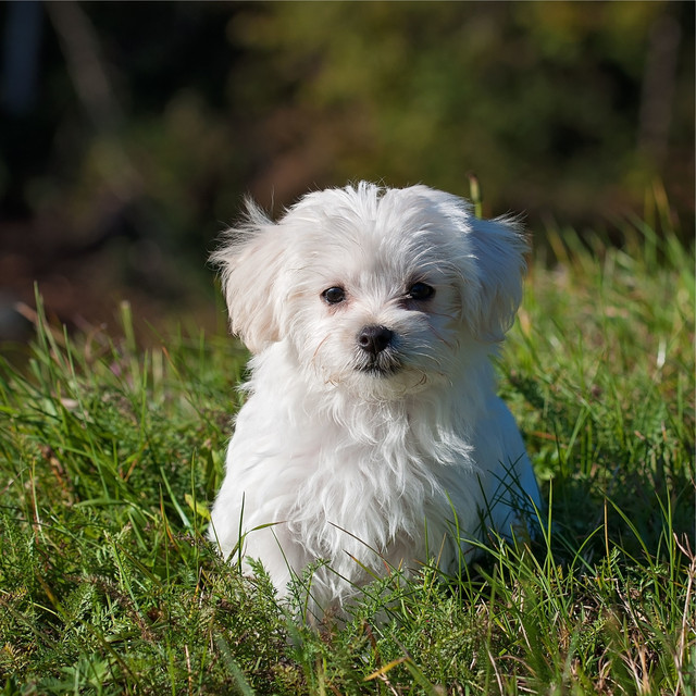 Peaceful Music Collection for Dogs cover art