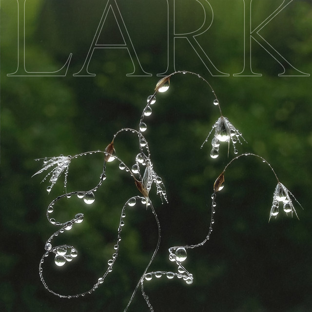 Lark cover art
