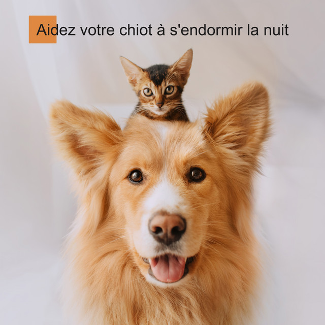 Aidez votre chiot à s'endormir la nuit cover art