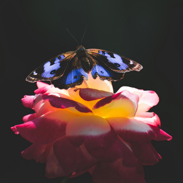 Sommerfugler cover art