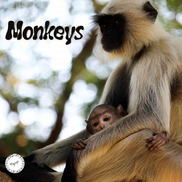 SteP – Monkeys