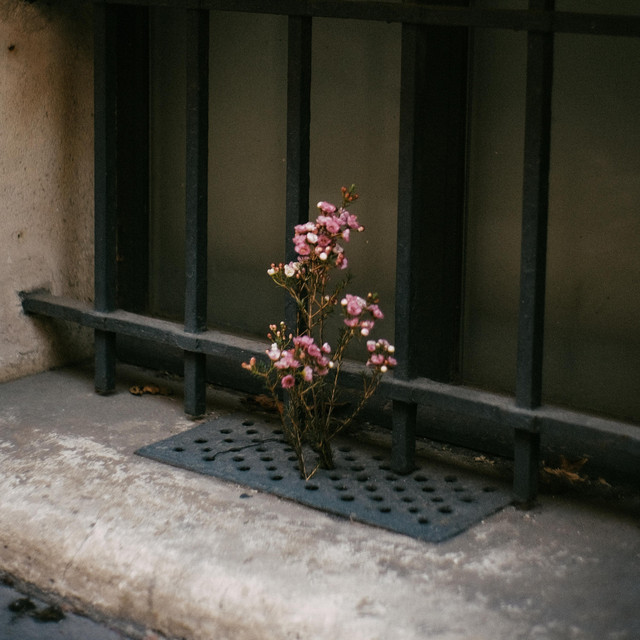FLOWER cover art