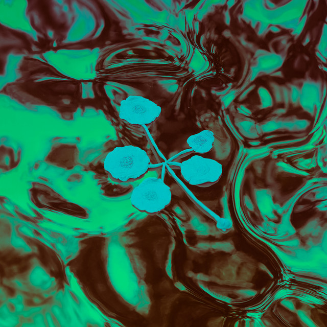 An Ever-growing Meridional Entertainment Transgression at the Edge of the Multiverse cover art