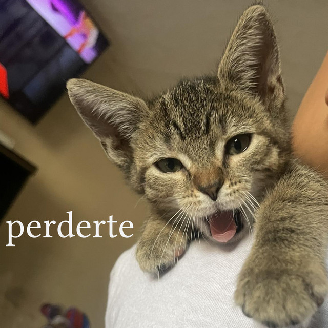 Perderte cover art