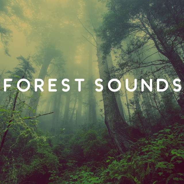 Forest Sounds – Calming Music for Relaxation, Birds Singing, Soothing Guitar, Peaceful Mind cover art