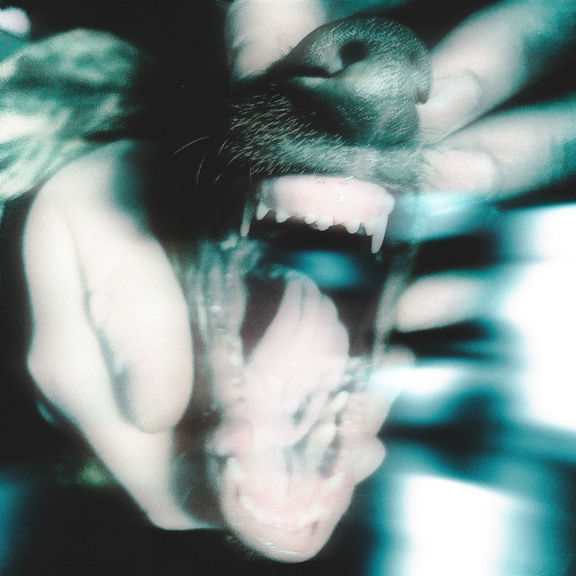 Puppy Teeth - Melatonin
