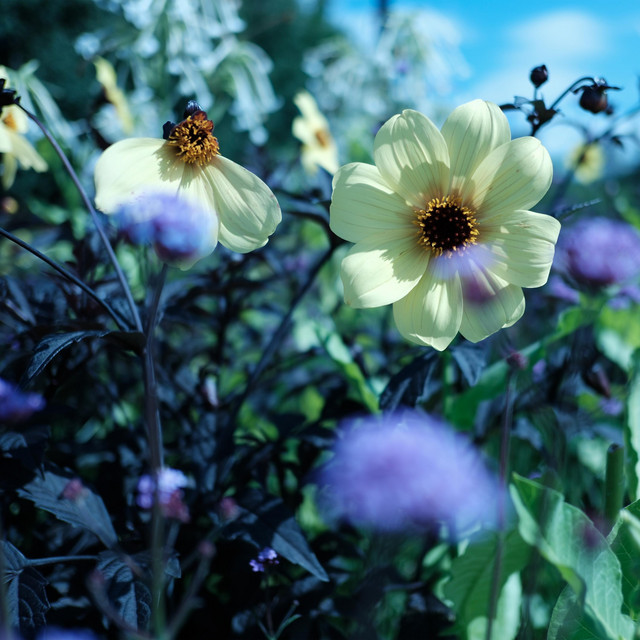 Bloom album image