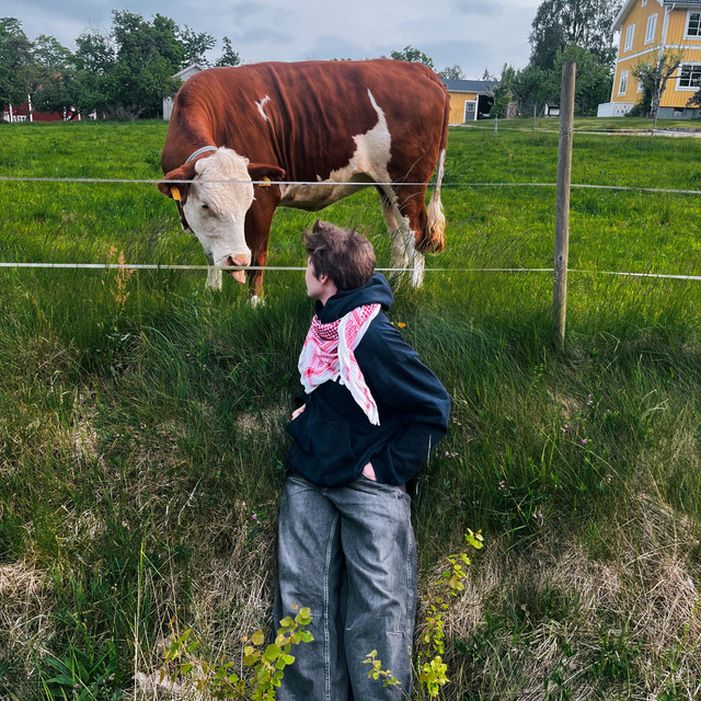 mentól sígó cover art