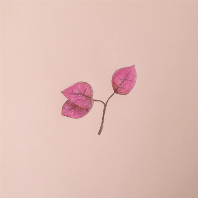 Bougainvillea