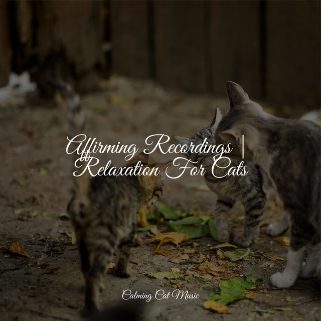 Affirming Recordings | Relaxation For Cats - Album by Cat Music Dreams ...
