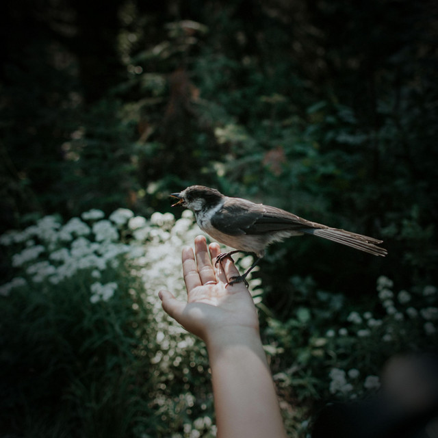 Birds and Forest Sounds for Stress Relief and Relaxation cover art