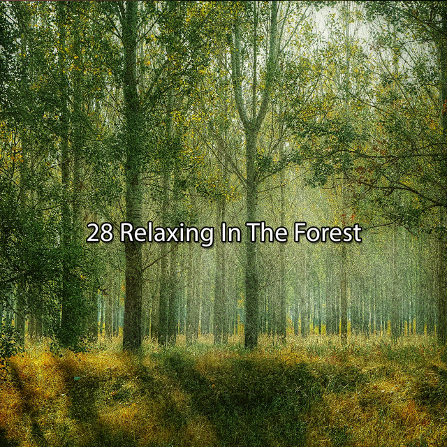 28 Relaxing In The Forest - Album by Sounds of Nature Noise | Spotify