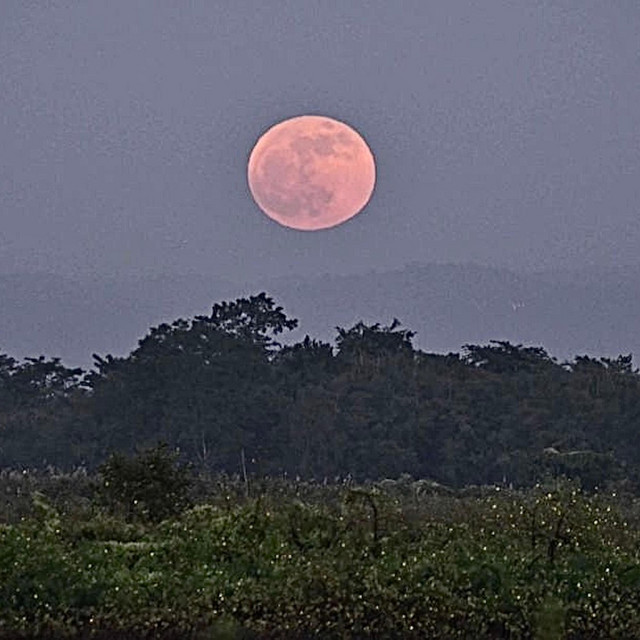Drippin So Pretty - Under The Moon