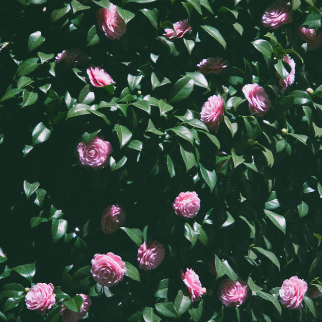 While It Lasted cover