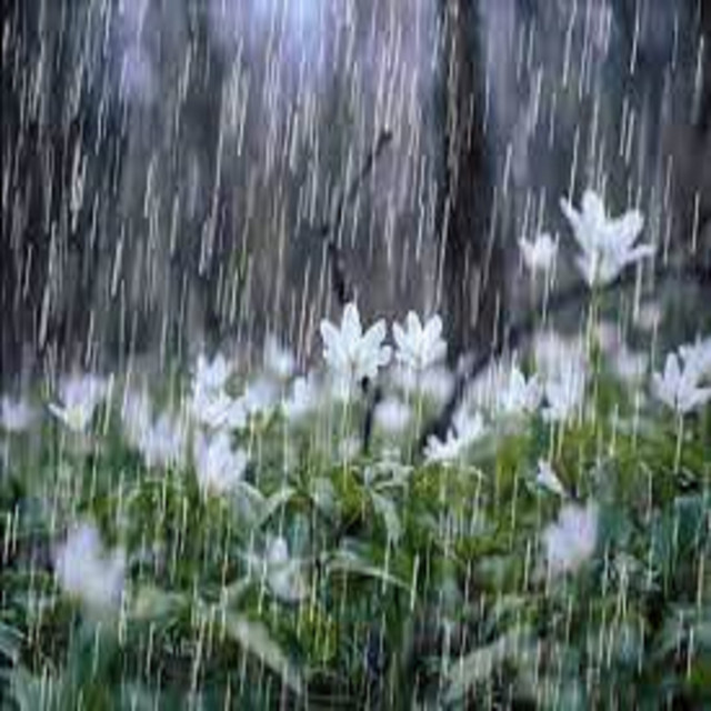 Gentle Rain and Angry Thunder Storms cover art