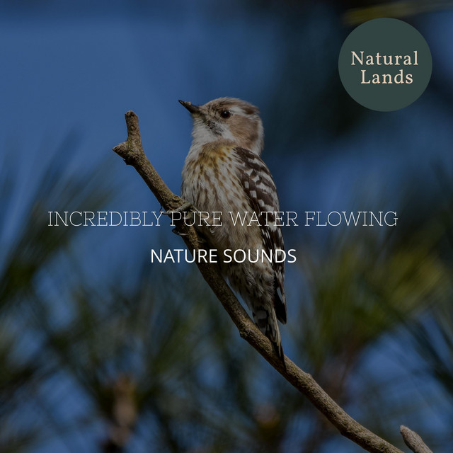 Call of the Carolina Wren cover art