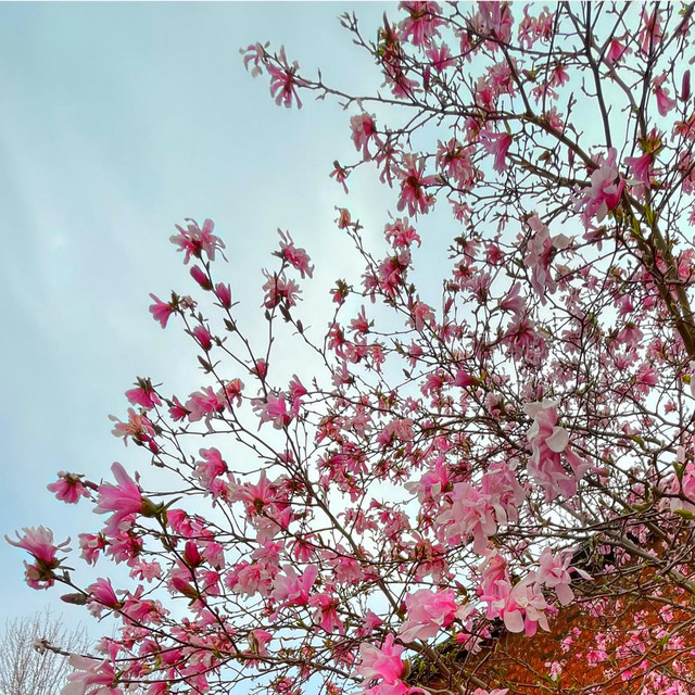 flowers cover art