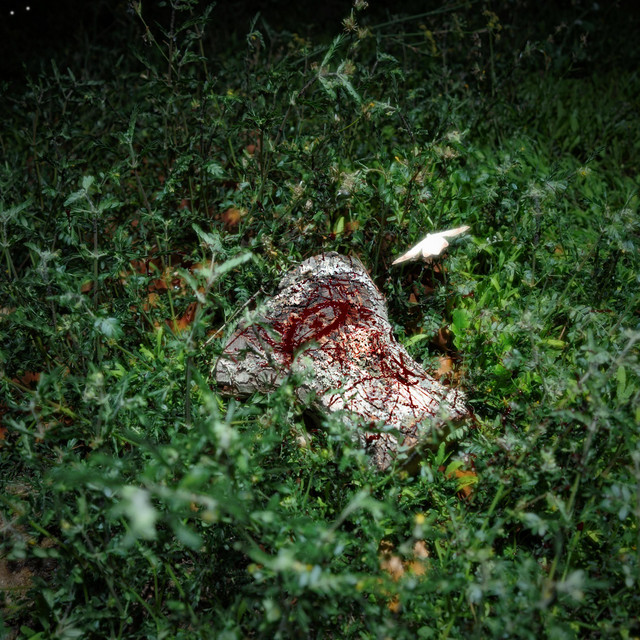 Animali Notturni Vol.II cover art