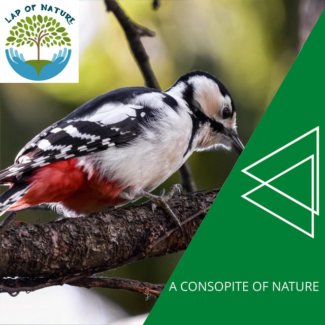 A Consopite of Nature cover art