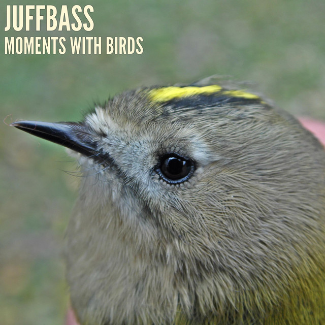 Moments With Birds