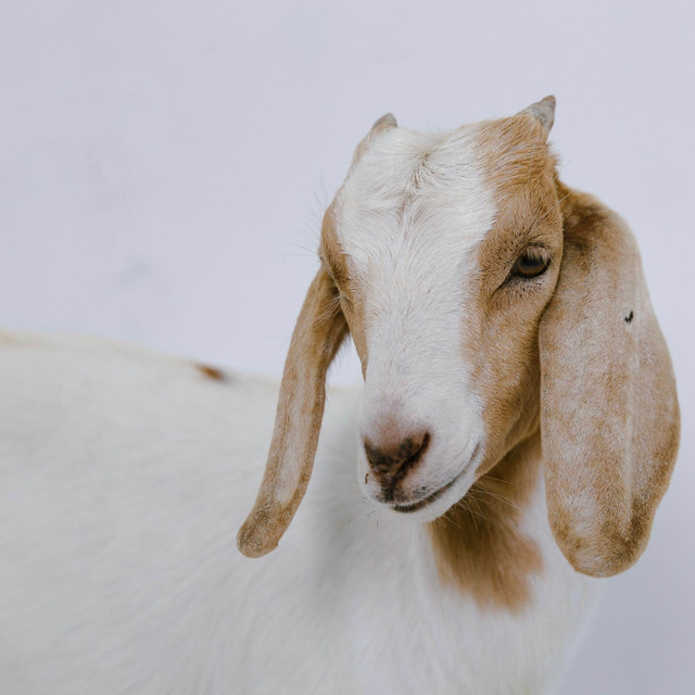 BANCO DE TRÁS/ ROLÊ DE MILIDUQUE/ DEUS E O FAVELADO. GOATSTAR VOL.1 (AO VIVO)