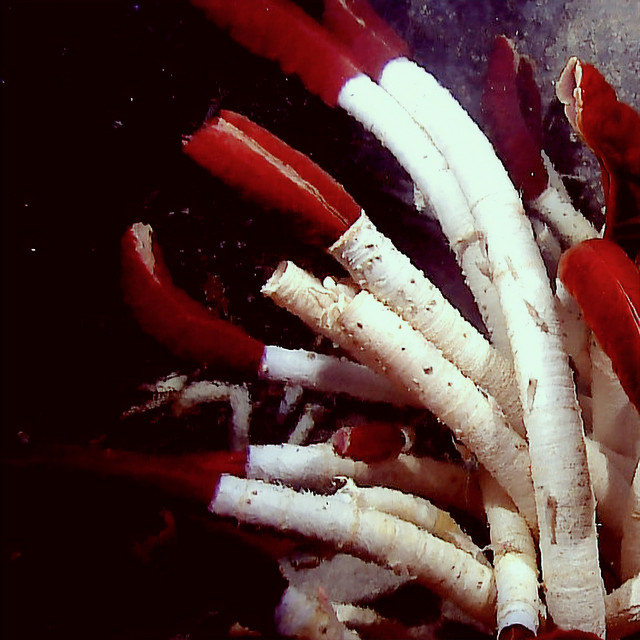 Tube Worms cover