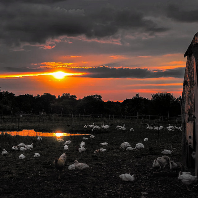 The Farm, Part One cover art