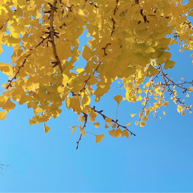 Golden Leaves by BD DISCOMUSIC — album artwork