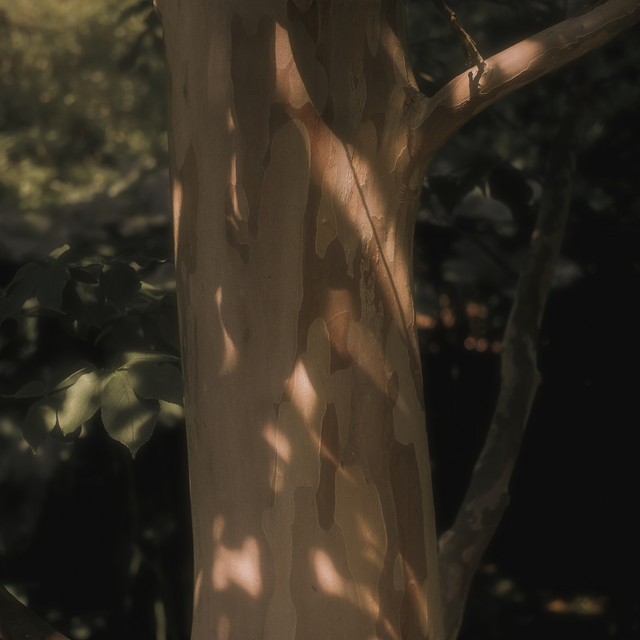 Tree Of Miracles
