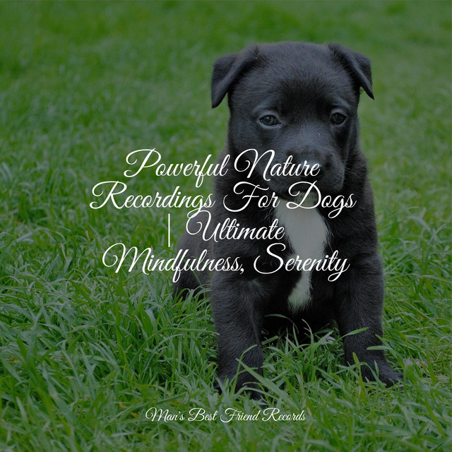 Sleepy Sounds of Nature | Study Music Therapy For Dogs - Album by ...