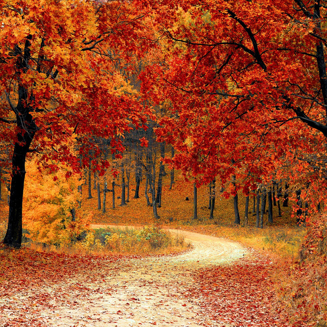 autumn cover art