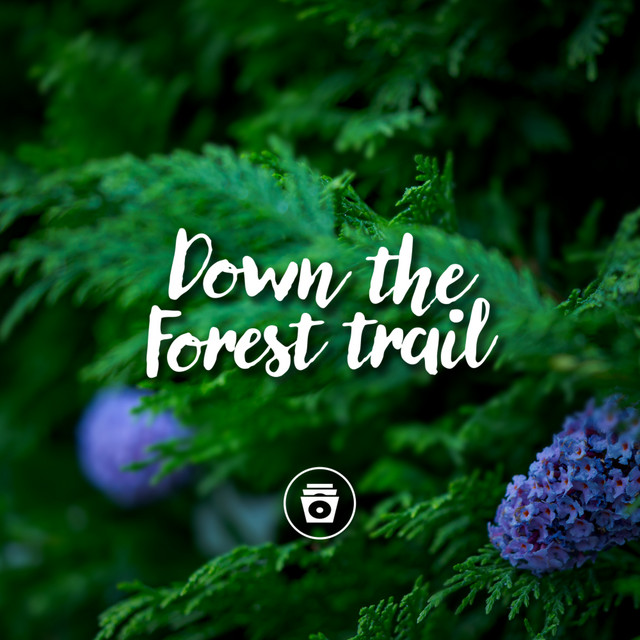 Down The Forest Trail cover art