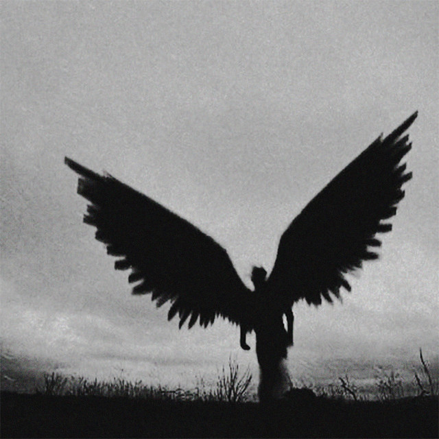 Died cover art