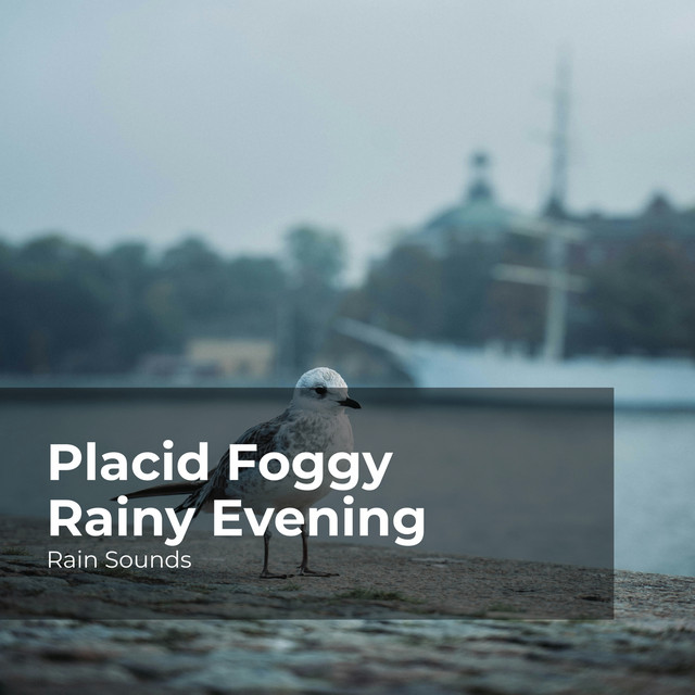 Placid Foggy Rainy Evening cover art