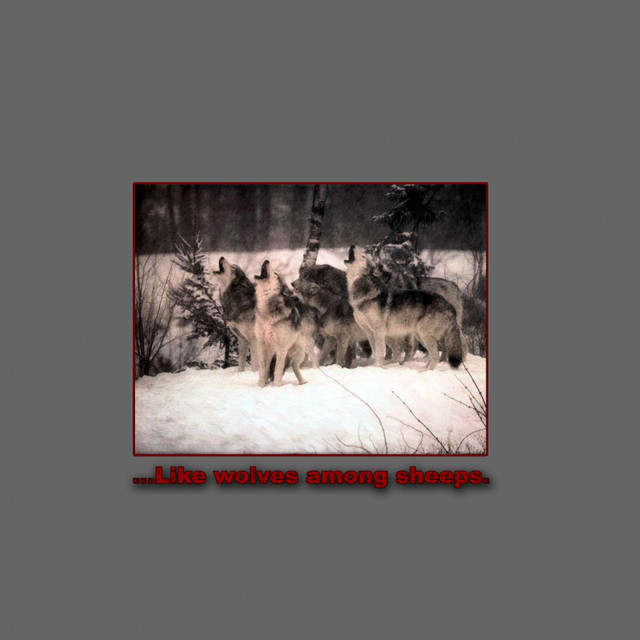 ...Like Wolves Among Sheeps. cover