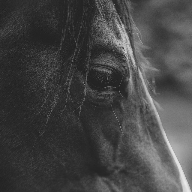 Until the Horses Come Home cover art