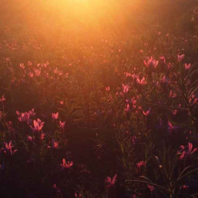 Sunshine cover
