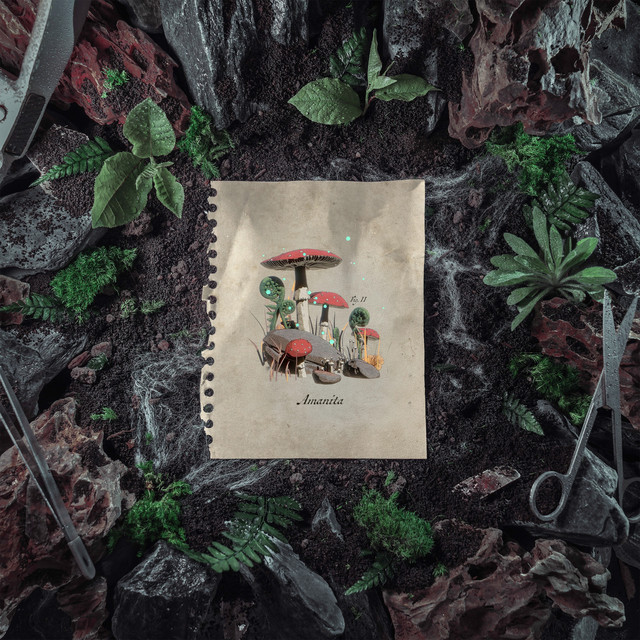 Amanita album art