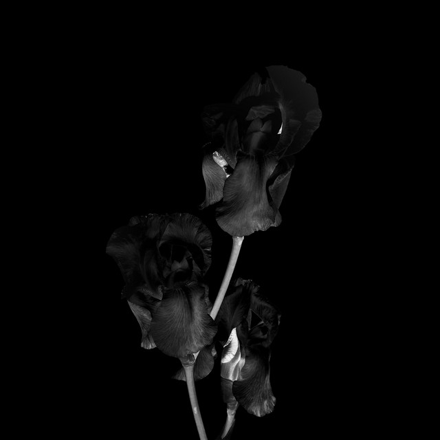 Silence (Deluxe Edition) cover art