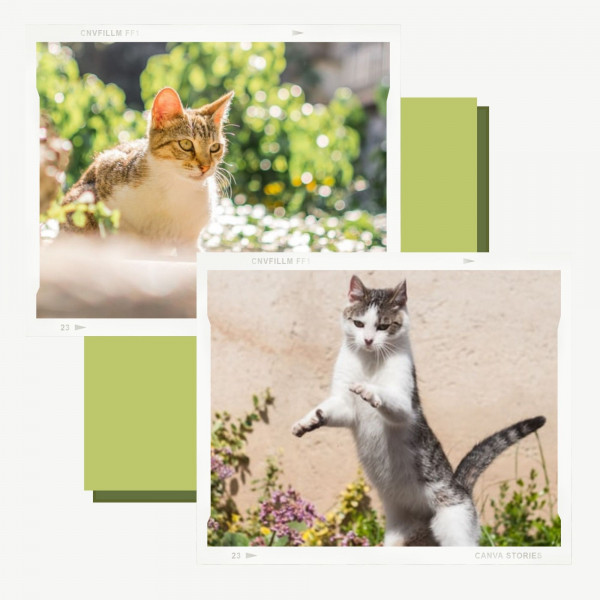 Music for My Quiet Cats - Jazz Quintet - Album by Calm Music for Cats ...