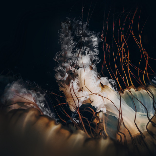 Dive cover art