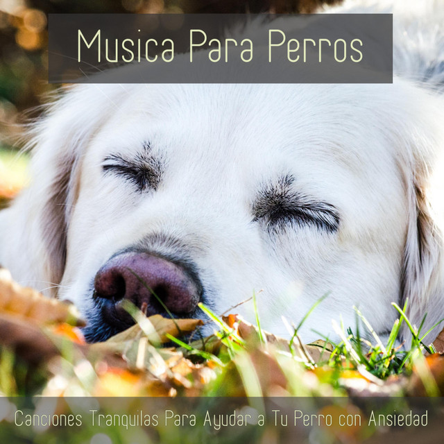 Musica Para Perros - Canciones Tranquilas Para Ayudar a Tu Perro Con Ansiedad cover art