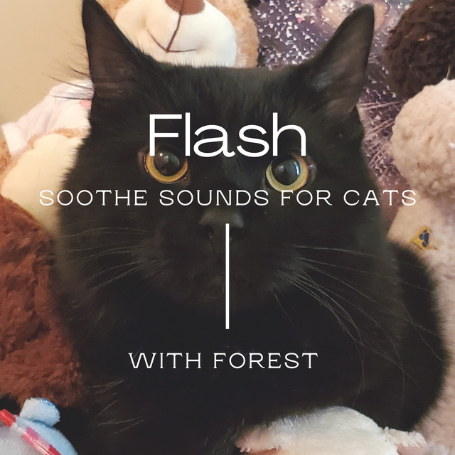Flash cover art