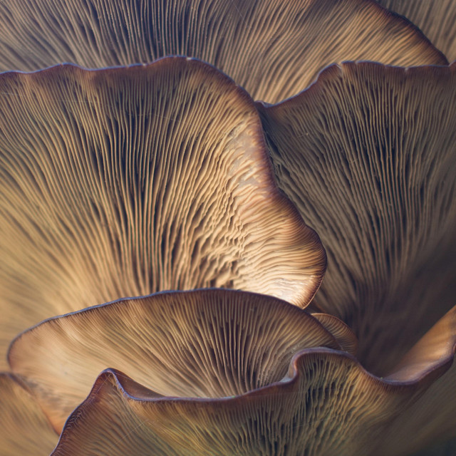 Mushroom