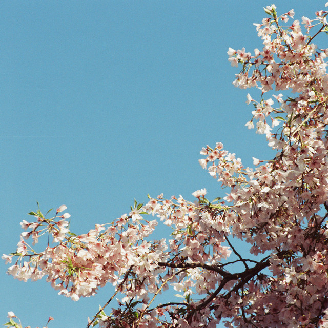 Обкладинка Vens Adams — Sakura